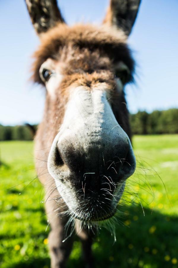 Clissmann Horse Caravans Glamping Rathdrum Zewnętrze zdjęcie