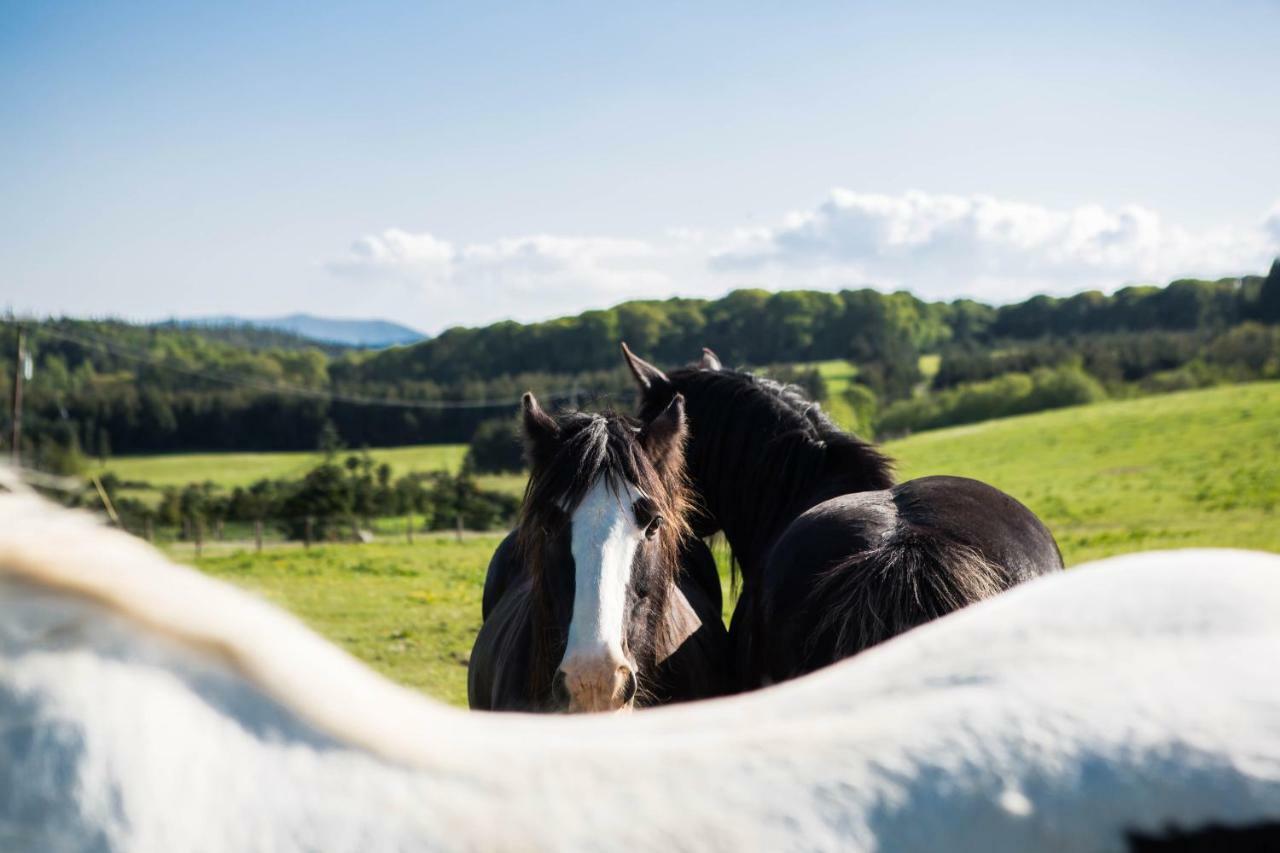 Clissmann Horse Caravans Glamping Rathdrum Zewnętrze zdjęcie
